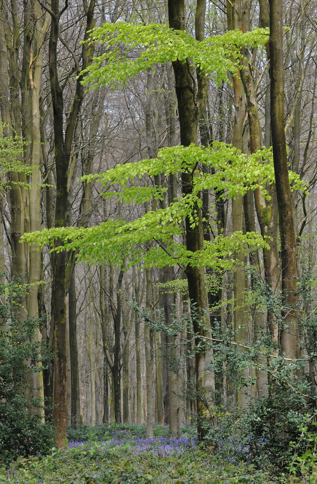 West Woods  Wiltshire New Beech Leaves 3